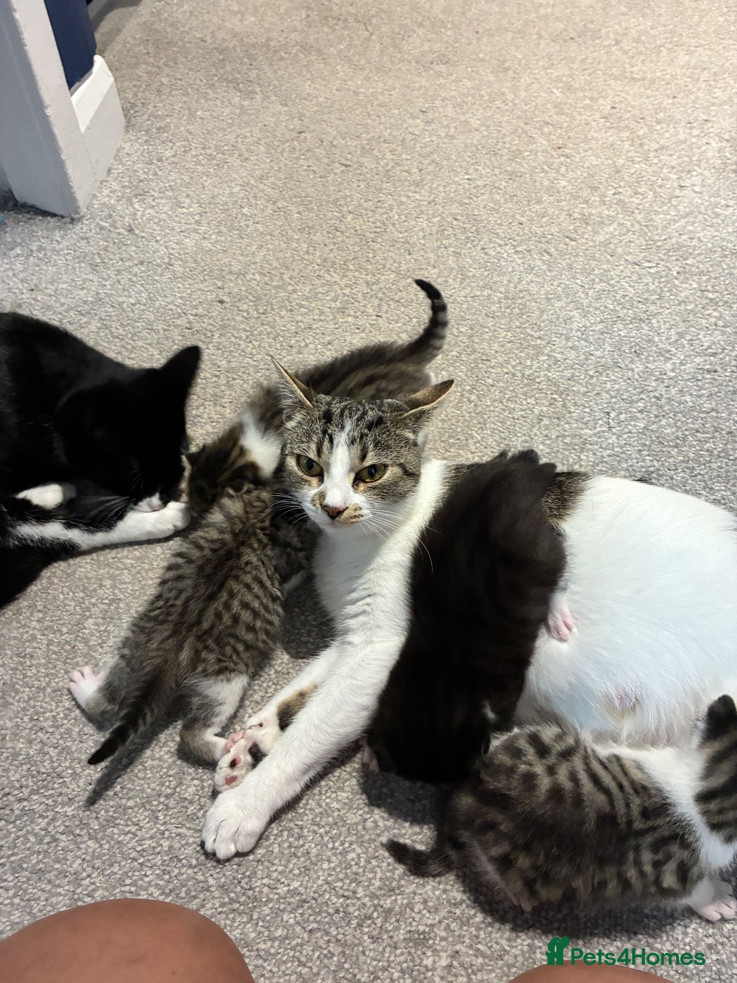 Mixed Breed cats 3 boys and 1 girl available  - Advert 1