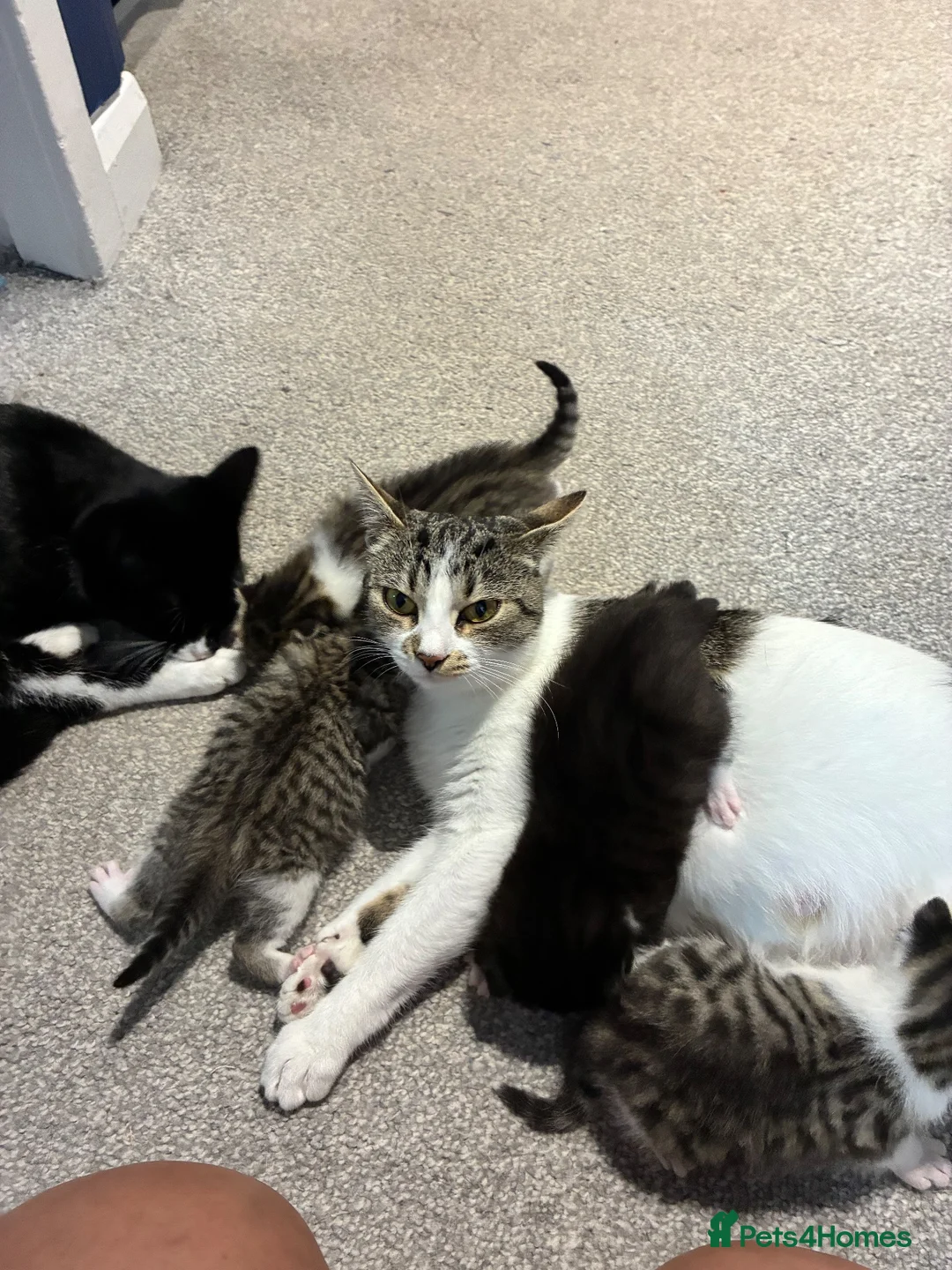 Mixed Breed cats for sale: 3 boys and 1 girl available  in Glasgow - Advert 1