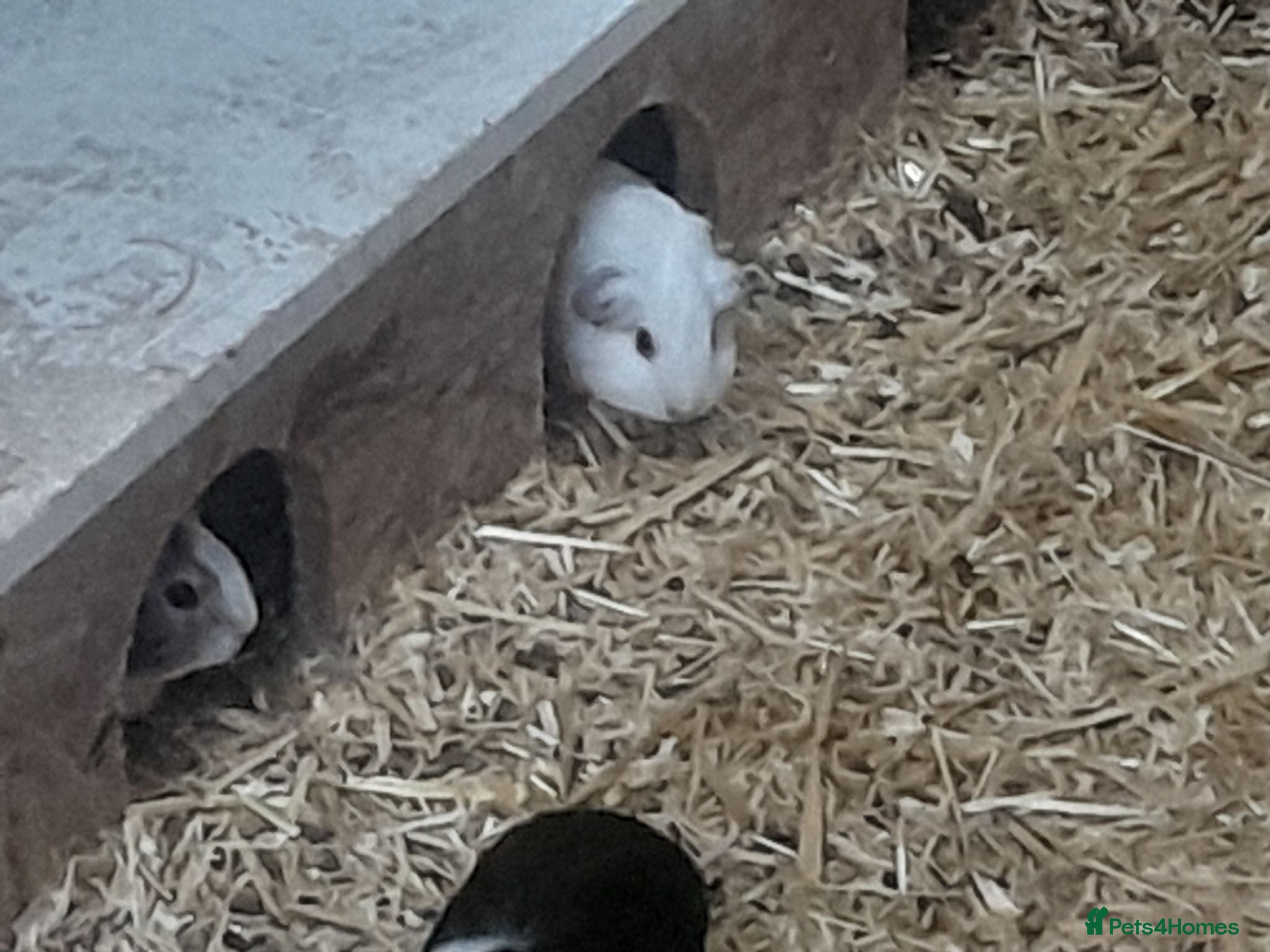 Guinea Pig rodents Baby guinea pigs - Advert 2