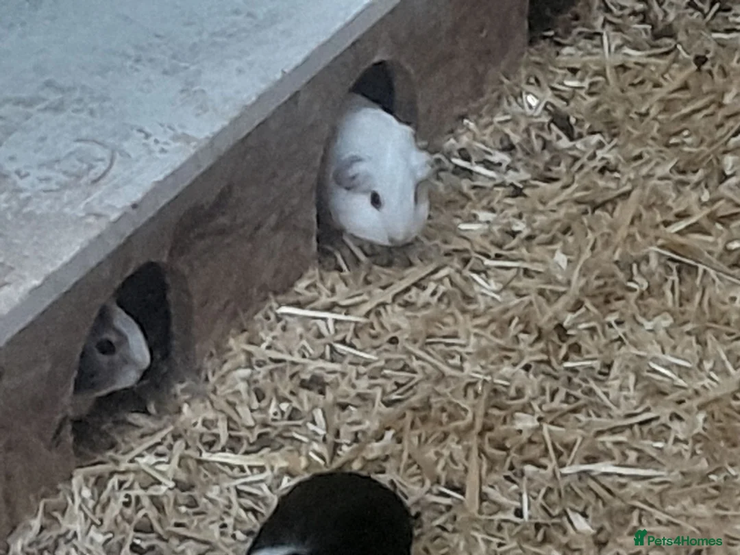 Guinea Pig rodents for sale: Baby guinea pigs - Advert 2