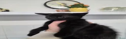 Mixed Breed cats for sale: 3 beautiful kittens for sale. in Faringdon - Advert 5