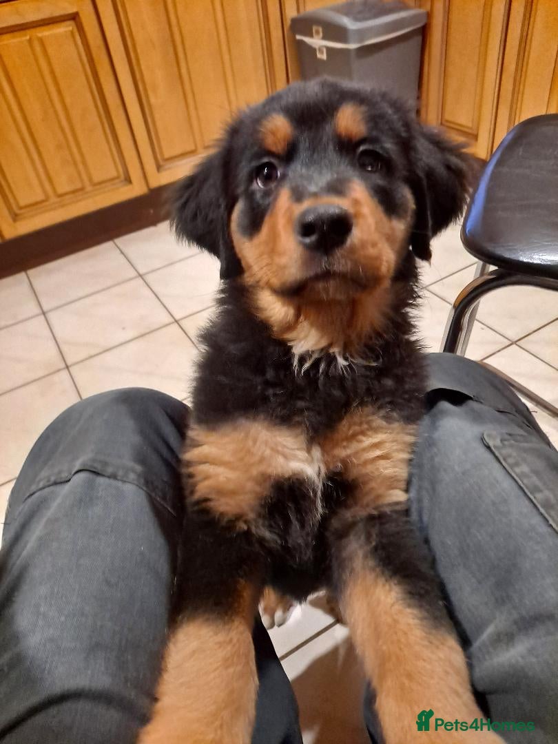 Mixed Breed dogs Rottwiller/Bernese Mountain dog puppies - Advert 17