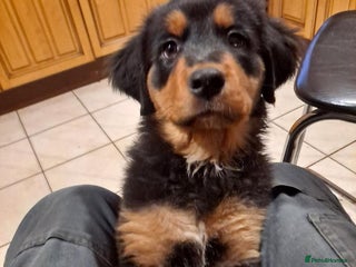 Mixed Breed dogs Rottwiller/Bernese Mountain dog puppies - Advert 17