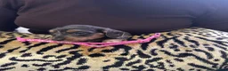 Miniature Dachshund dogs for sale: BEAUTIFUL MINIATURE DACHSHUND PUPPIES - Advert 5