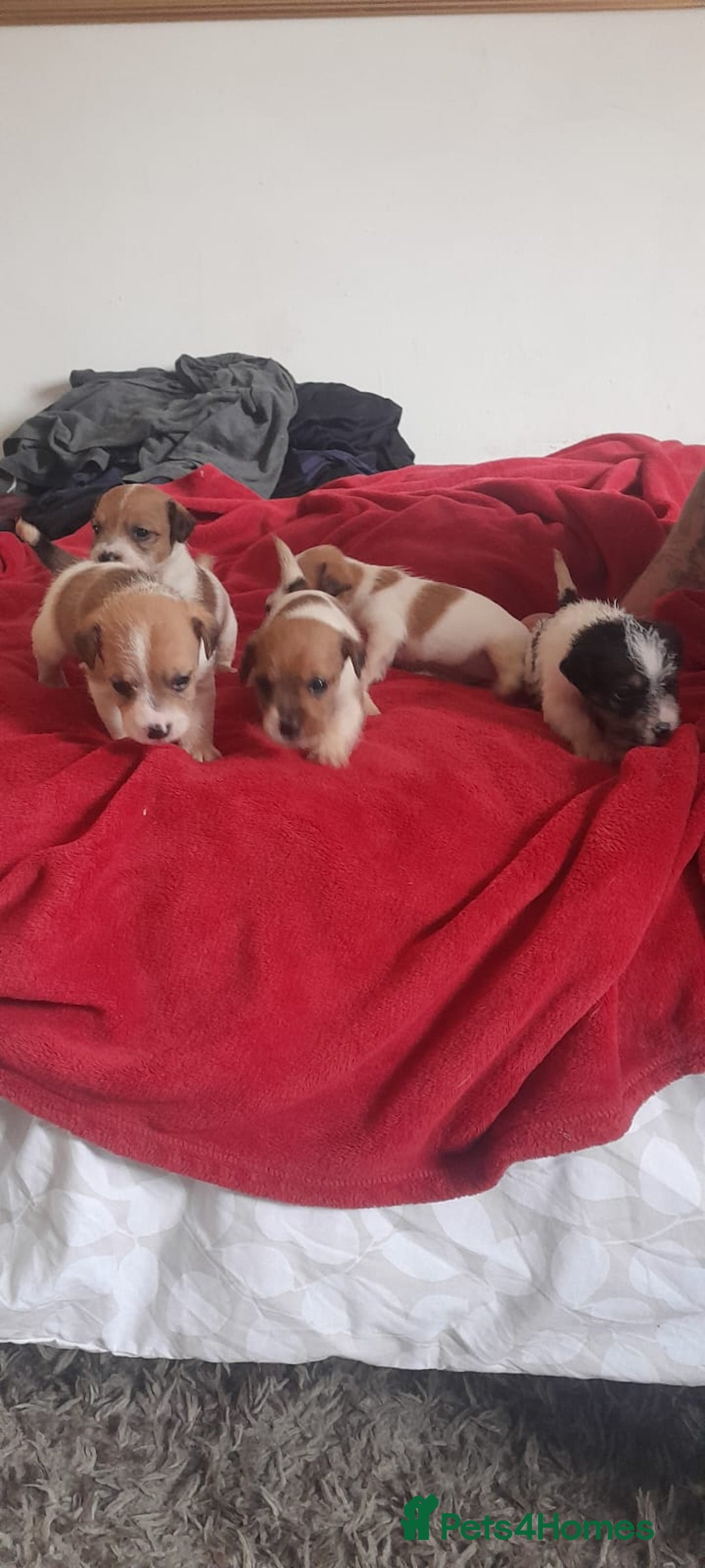 Jack Russell dogs for sale: Jack Russell puppies  - Image 3