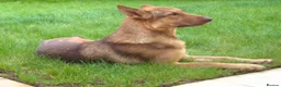 German Shepherd dogs for sale: Stunning female ready now - Advert 2