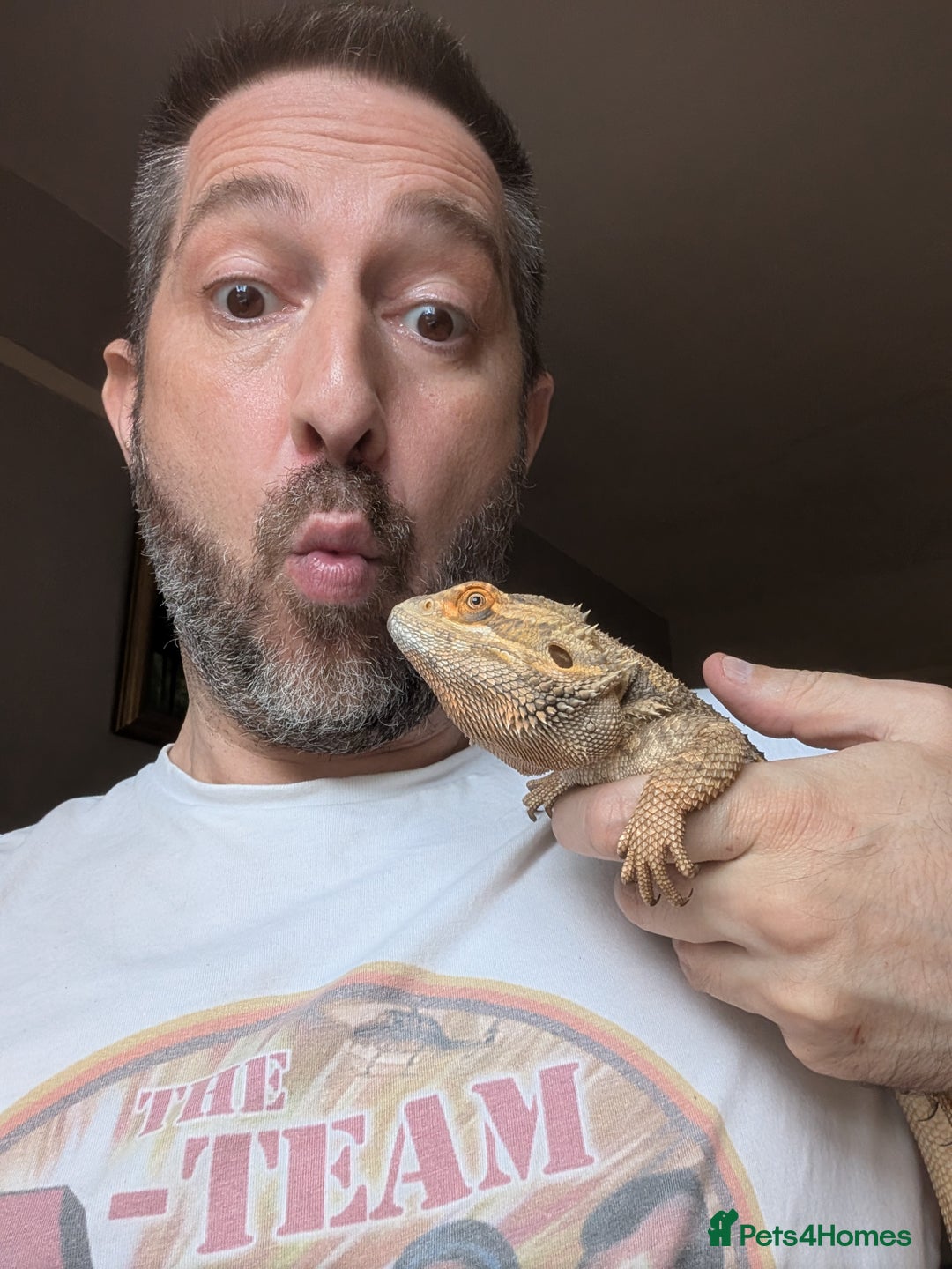 Bearded Dragon reptiles for sale: Dash the magic dragon up for adoption - Image 8