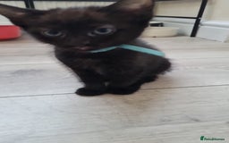 Mixed Breed cats for sale: 6 lovely devils are urgently looking for a human - Image 2