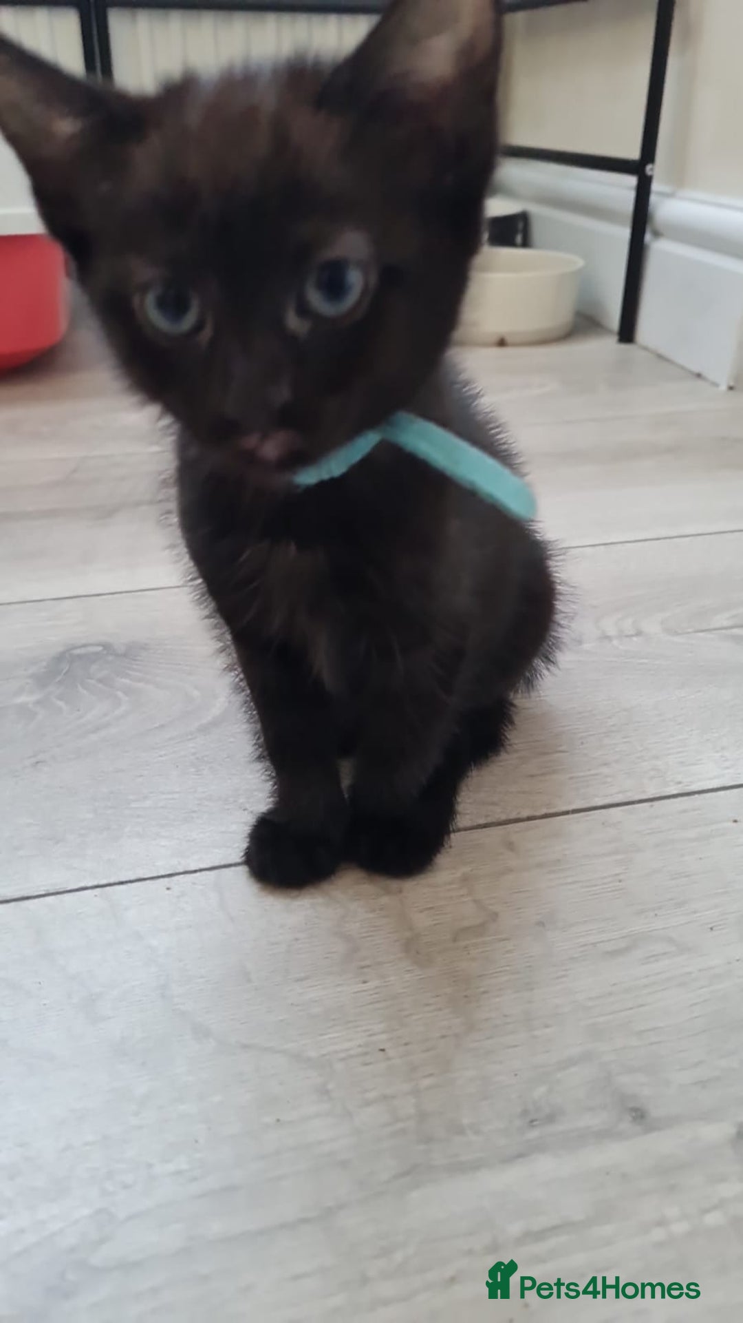 Mixed Breed cats for sale: 6 lovely devils are urgently looking for a human - Image 2