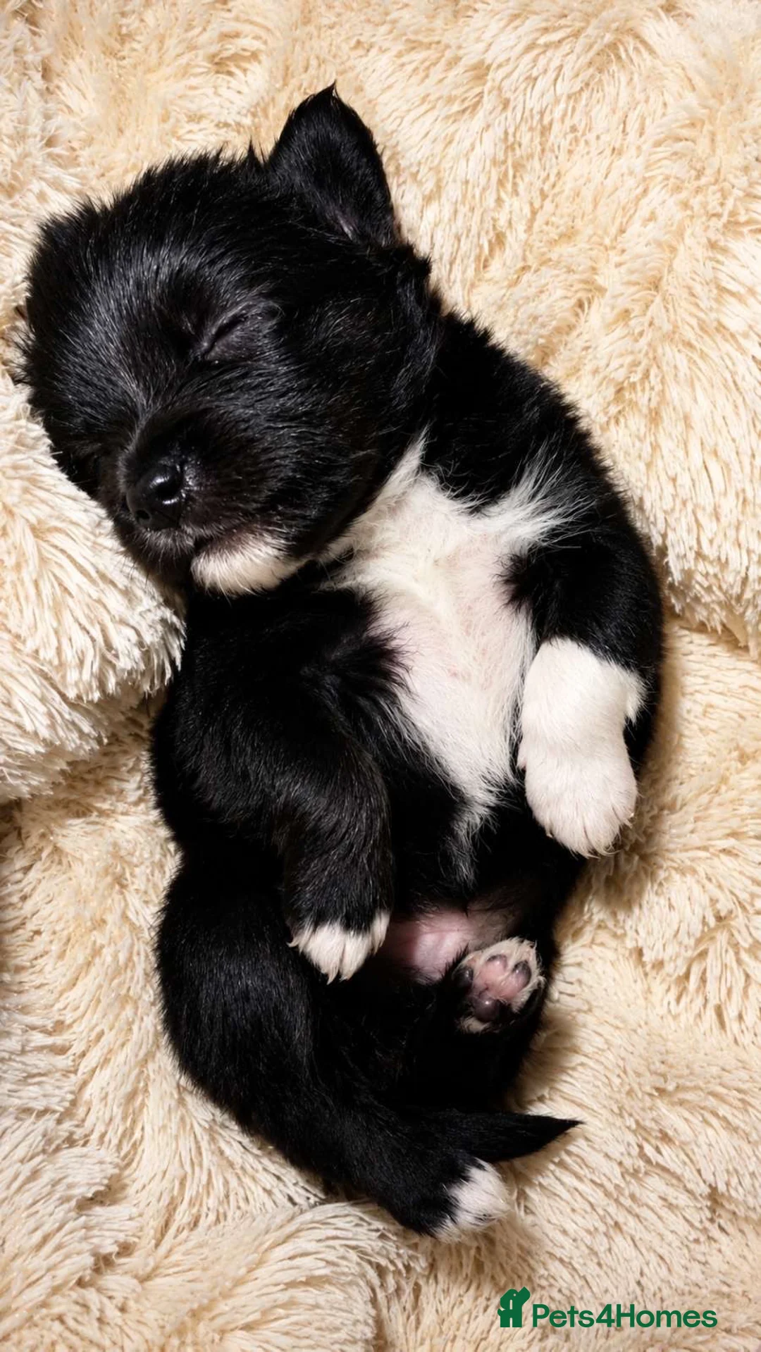 Pomchi dogs for sale: Pomchi puppies for sale in Jarrow - Advert 7