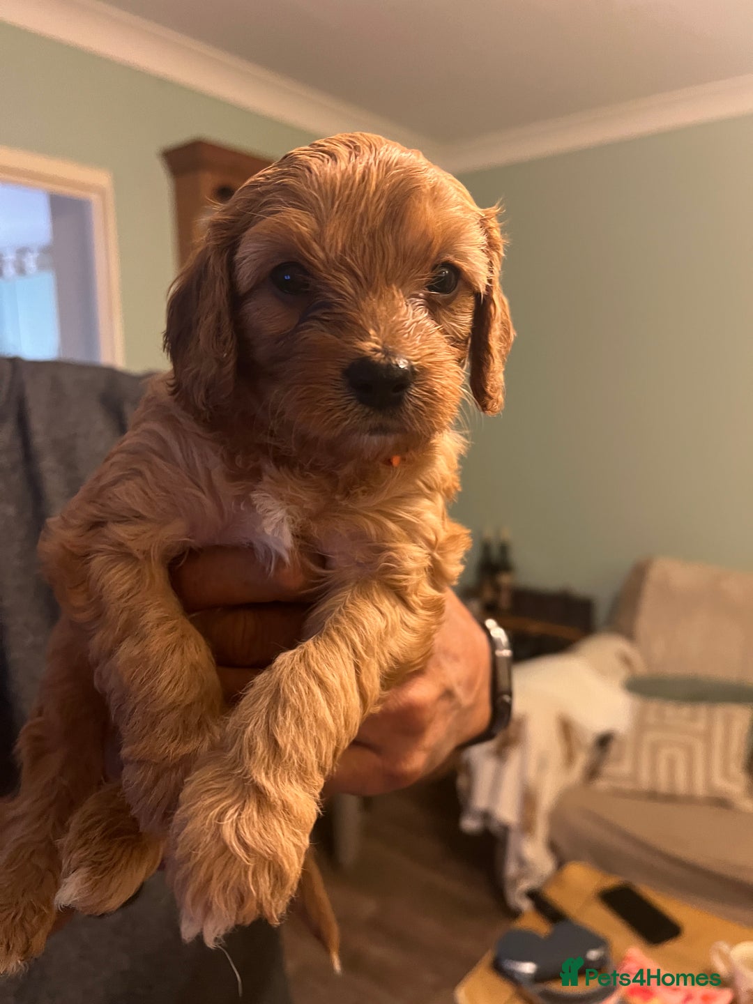 Cavapoo dogs for sale: Gorgeous Cavapoo's 2 available  - Image 26