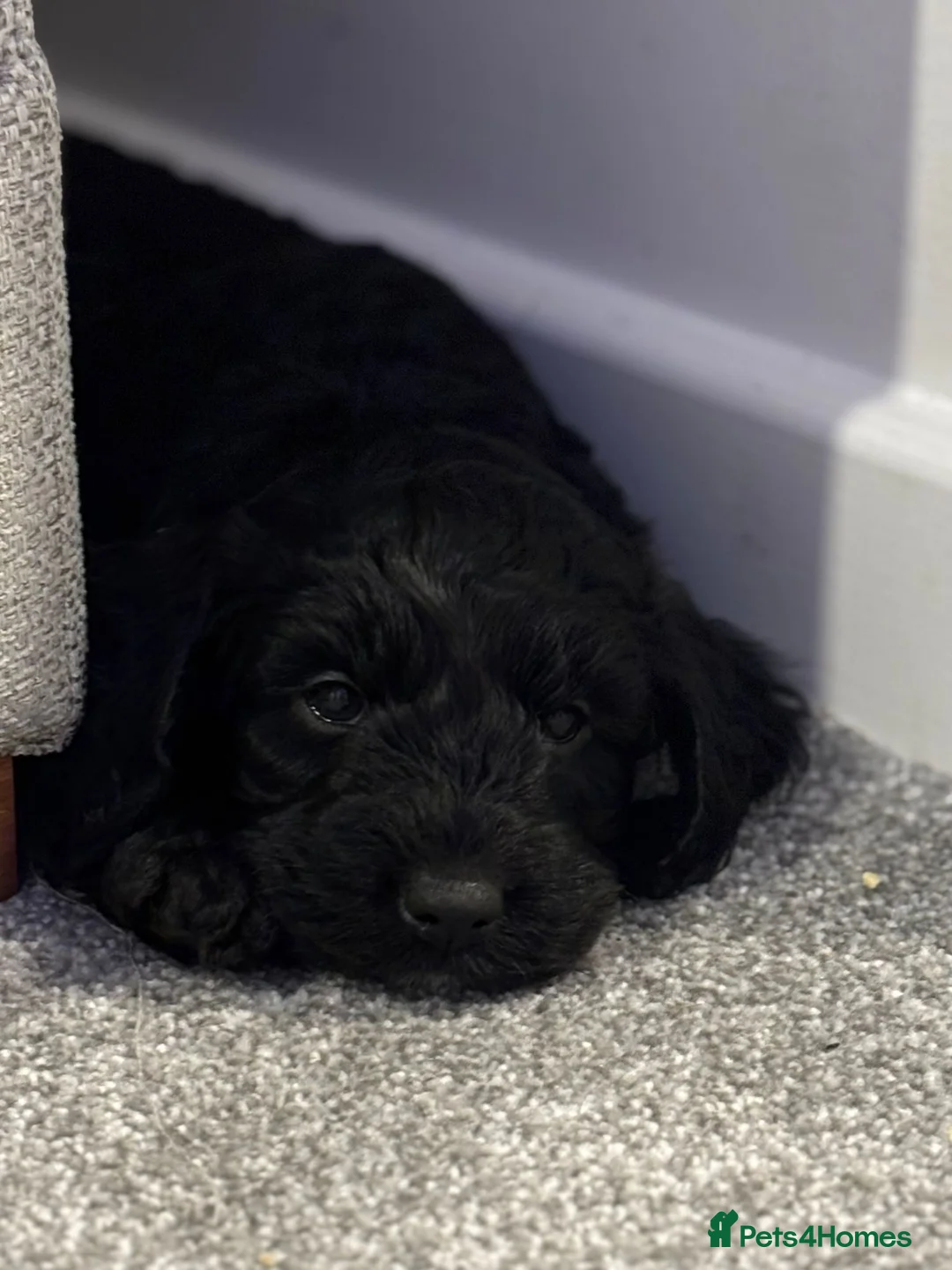 Mixed Breed dogs for sale: Stunning Litter of Sproodles 🤎🖤 - Advert 4