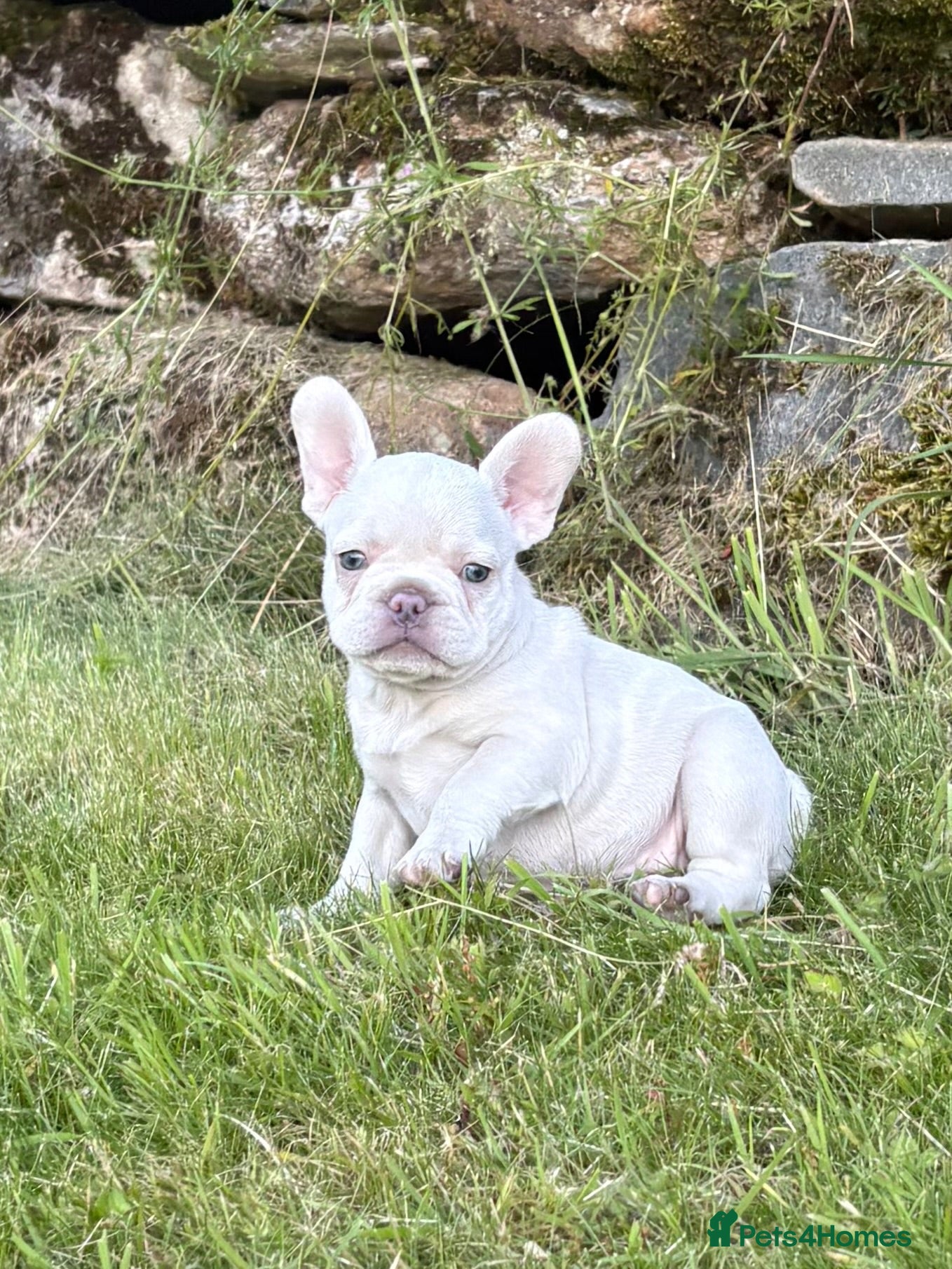 French Bulldog dogs 💗KC Registered quality french bulldog puppies💗 - Advert 2