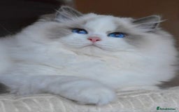 Ragdoll cats for sale: 🩷✨️WAITING LIST ExclusiveKittens💖 TICA🏆cattery - Advert 5