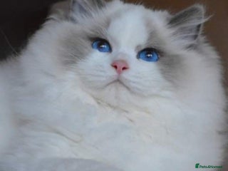 Ragdoll cats 🩷✨️WAITING LIST ExclusiveKittens💖 TICA🏆cattery - Advert 12