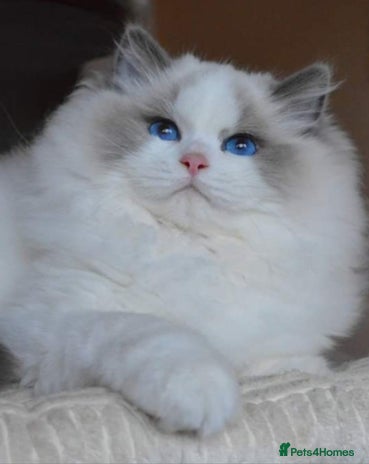 Ragdoll cats 🩷✨️WAITING LIST ExclusiveKittens💖 TICA🏆cattery - Advert 4