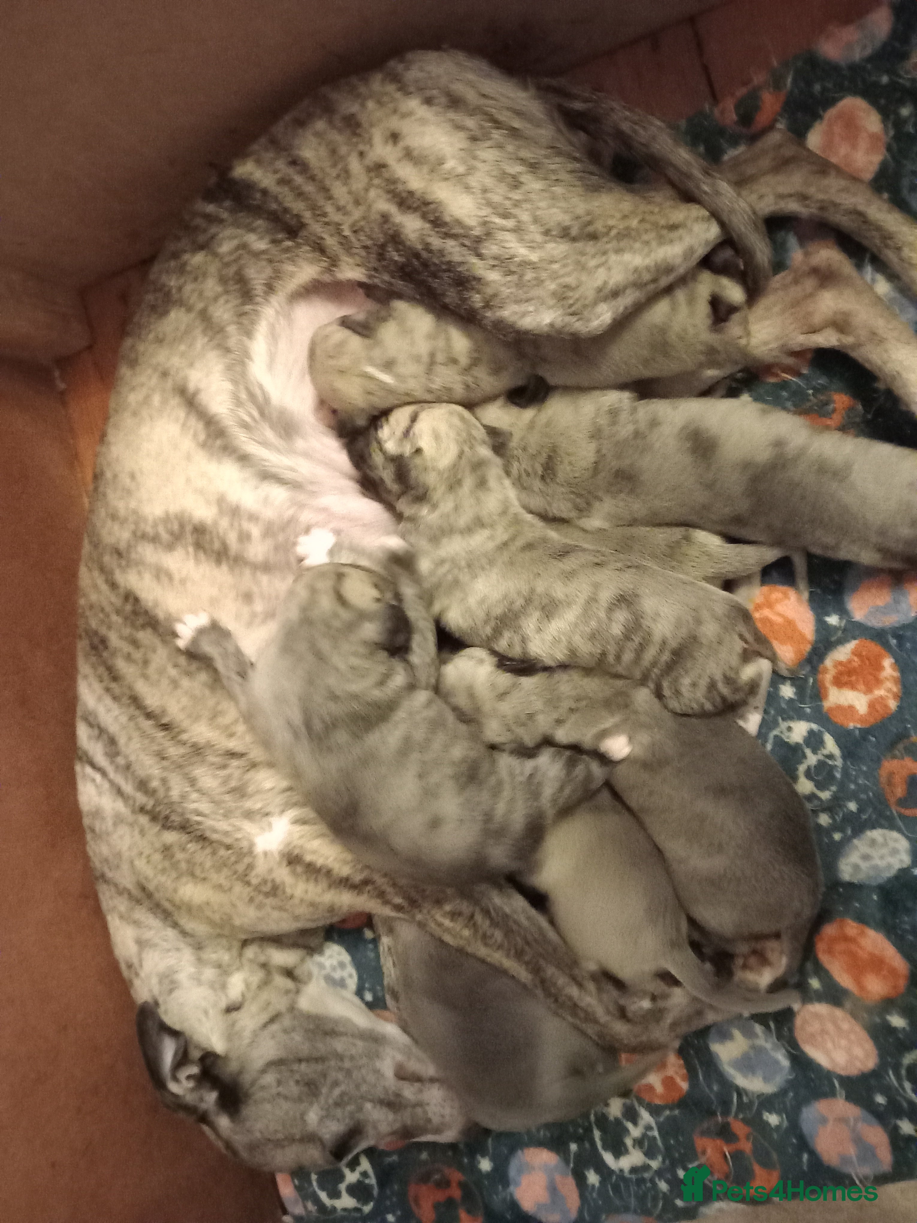 Whippet dogs Top Whippet Puppy's - Bred from Champions  - Advert 1