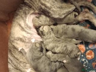 Whippet dogs Top Whippet Puppy's - Bred from Champions - Advert 2