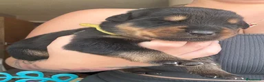 Rottweiler 3