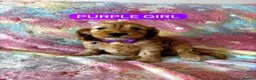 Cockapoo dogs for sale: Cockapoo❤❤❤ - Advert 4