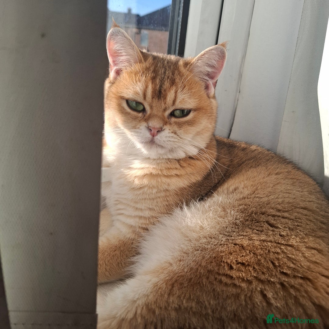 British Shorthair cats for sale: Golden black tip british shorthair kitten - Advert 3