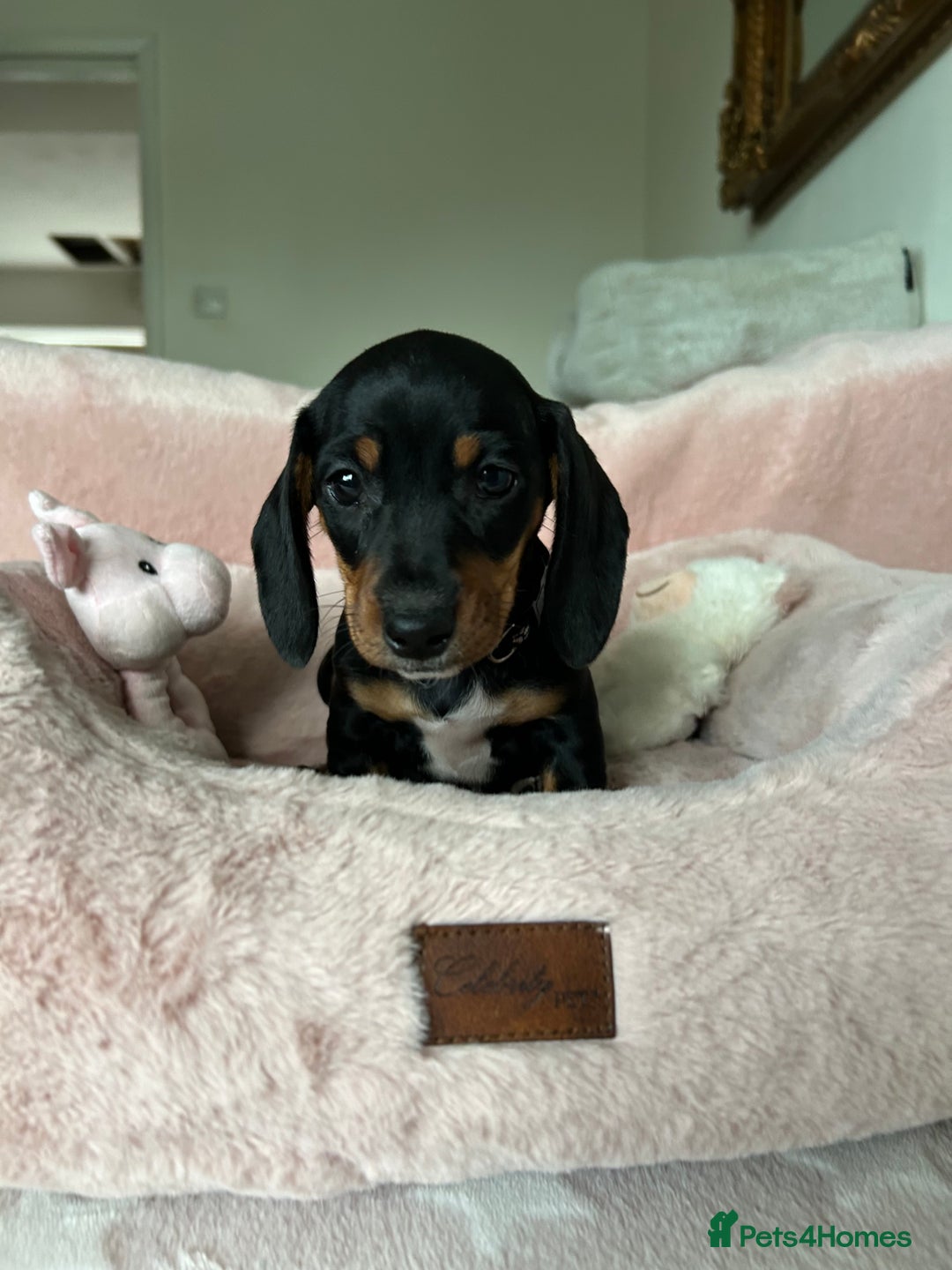 Dachshund dogs for sale: 2 beautiful  girls dachshund puppies available  - Image 2