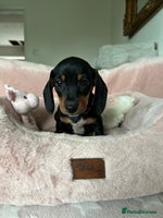 Dachshund dogs - Advert 1