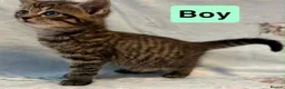 Mixed Breed cats for sale: 5 beautiful kittens for sale  - Advert 4