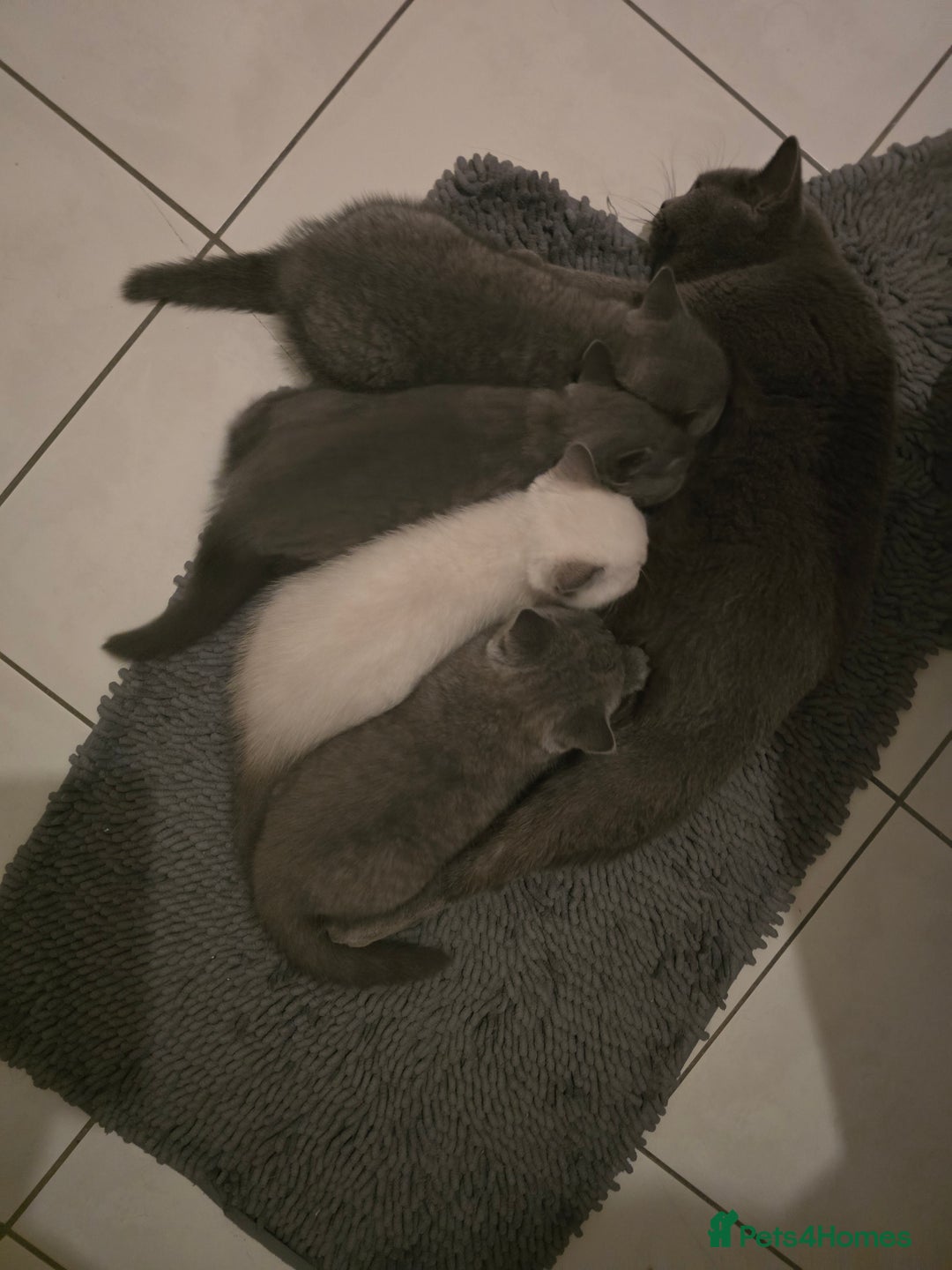 British Shorthair cats for sale: British Short Hair  - Advert 5