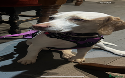 Beagle dogs for sale: Lemon beagle  - Image 1