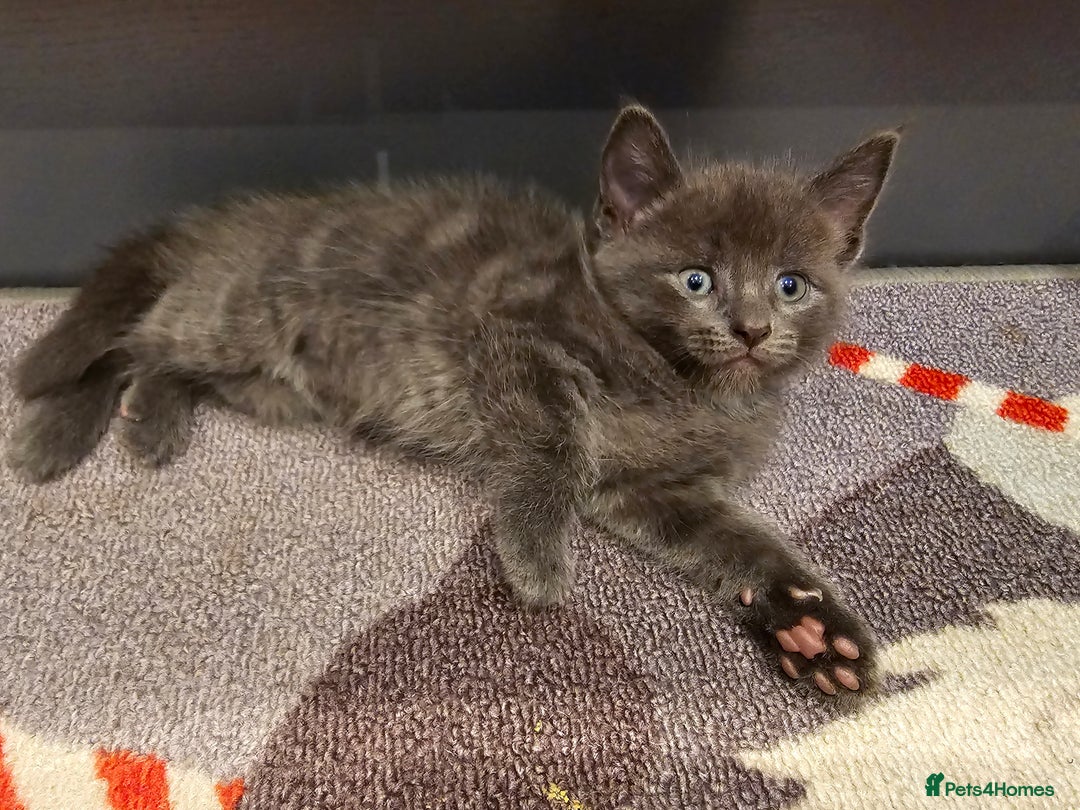 Mixed Breed cats for sale: 5 beautiful kittens looking for their forever home - Image 21