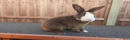 Rex rabbits for sale: Gorgeous Blue eyed chocolate vm mini rex - Advert 1