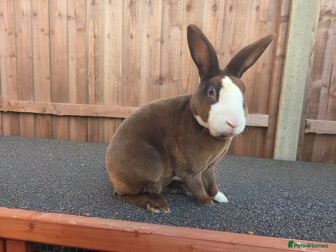 Rex rabbits for sale: Gorgeous Blue eyed chocolate vm mini rex - Advert 1