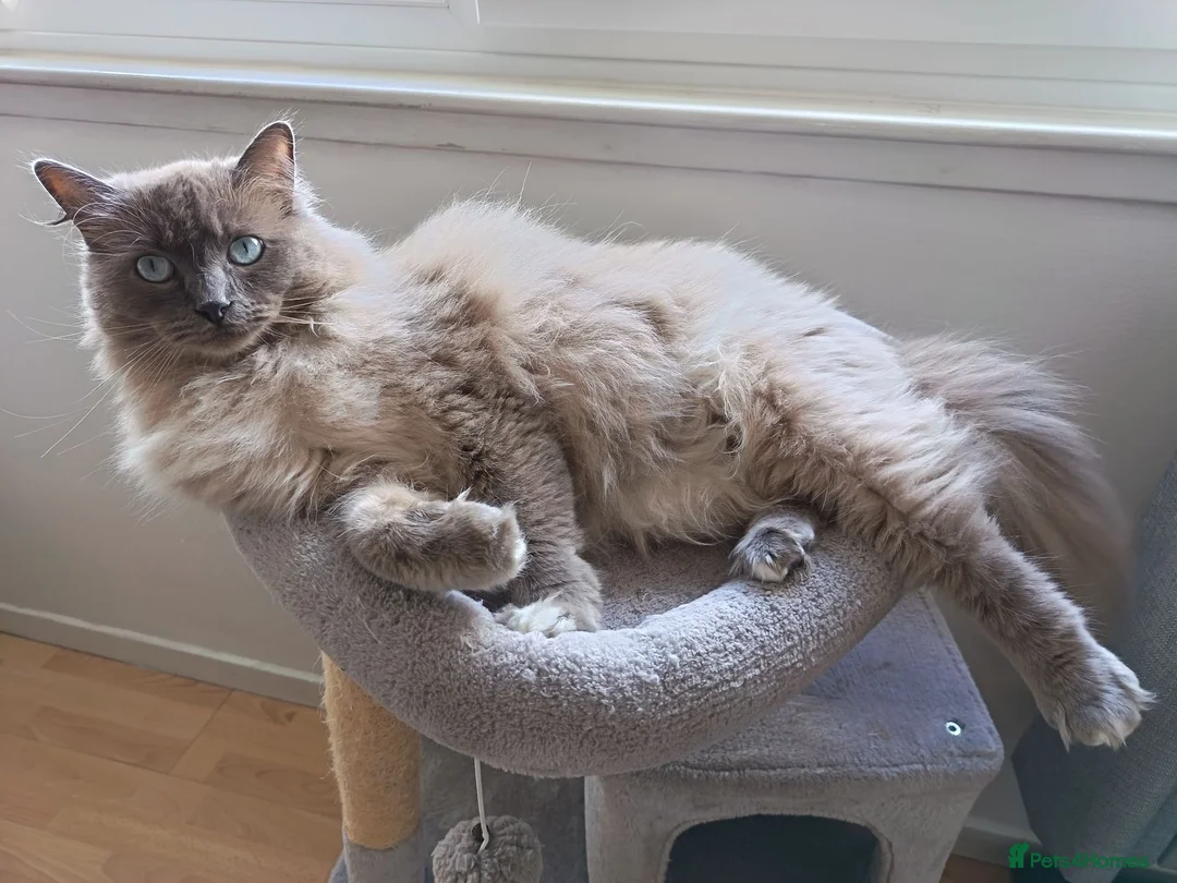 Ragdoll cats for sale: Ragdoll male - Advert 2