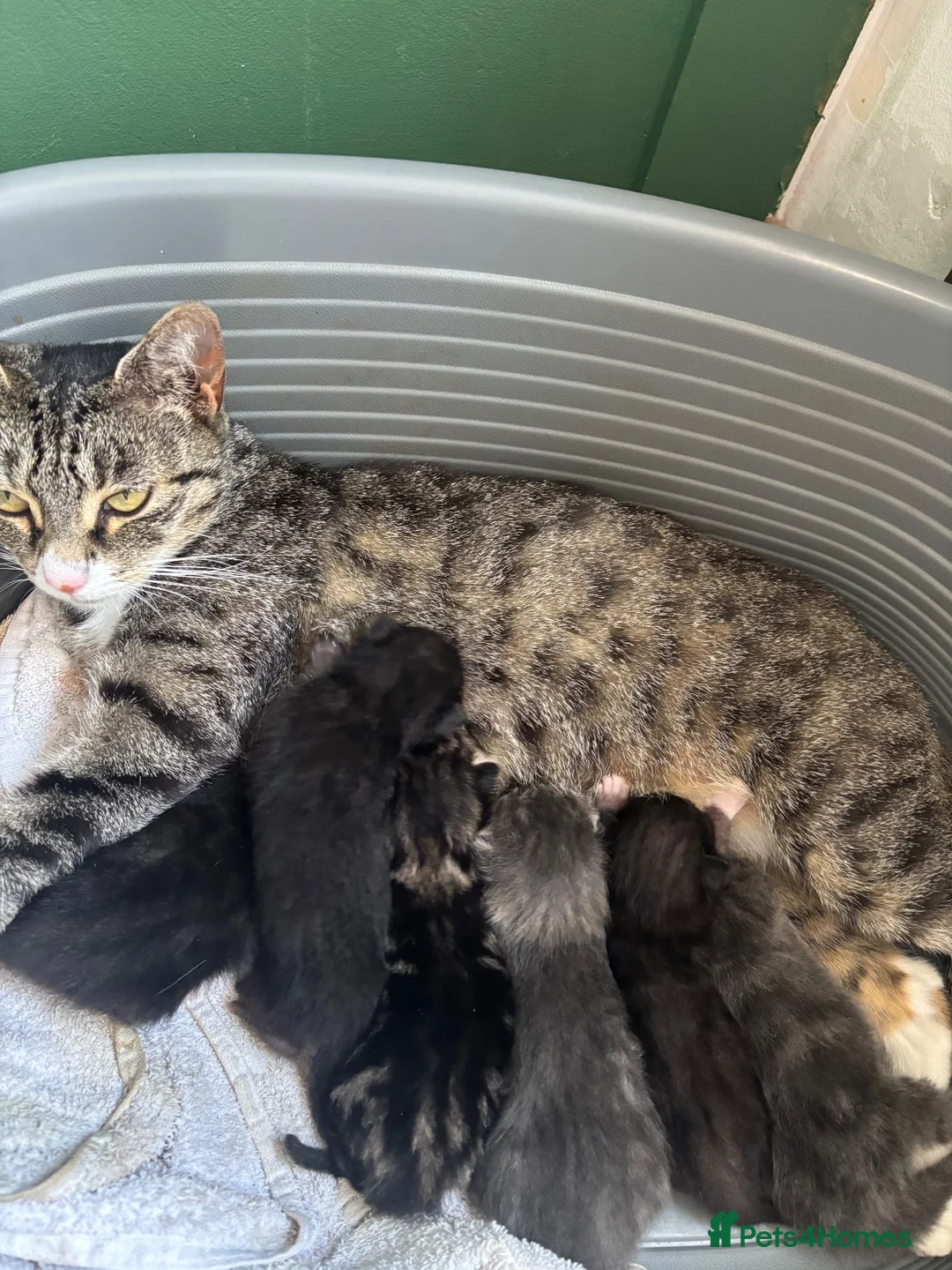 Mixed Breed cats for sale: Mixed breed kittens - Advert 1