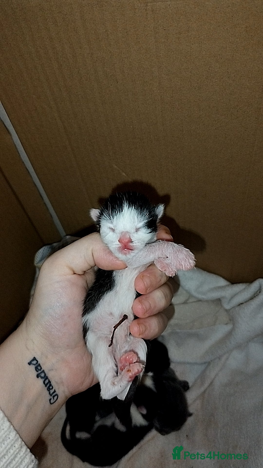 Mixed Breed cats Beautiful mixed litter for reservation  - Advert 1