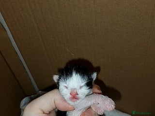 Mixed Breed cats Black and white kitten remaining - Advert 5