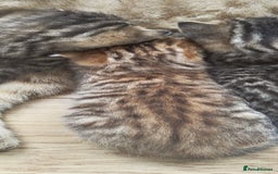 Scottish Fold cats for sale: Scottish Fold kittens -waiting list NOW OPEN! 😻 - Image 8