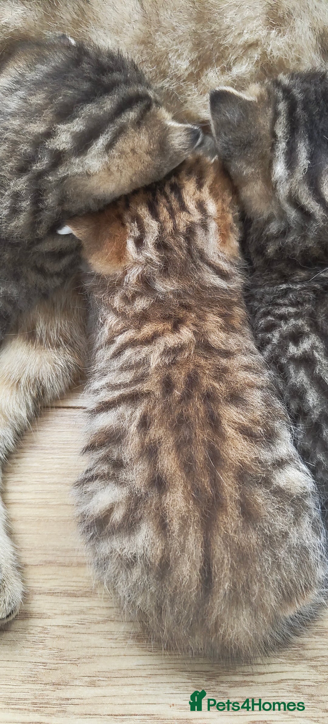 Scottish Fold cats for sale: Scottish Fold kittens -waiting list NOW OPEN! 😻 - Image 8
