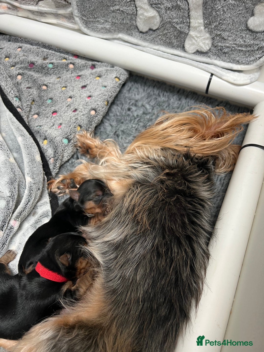 Yorkshire Terrier dogs for sale: Beautiful Mini Yorkshire Terrier two girls  - Image 4