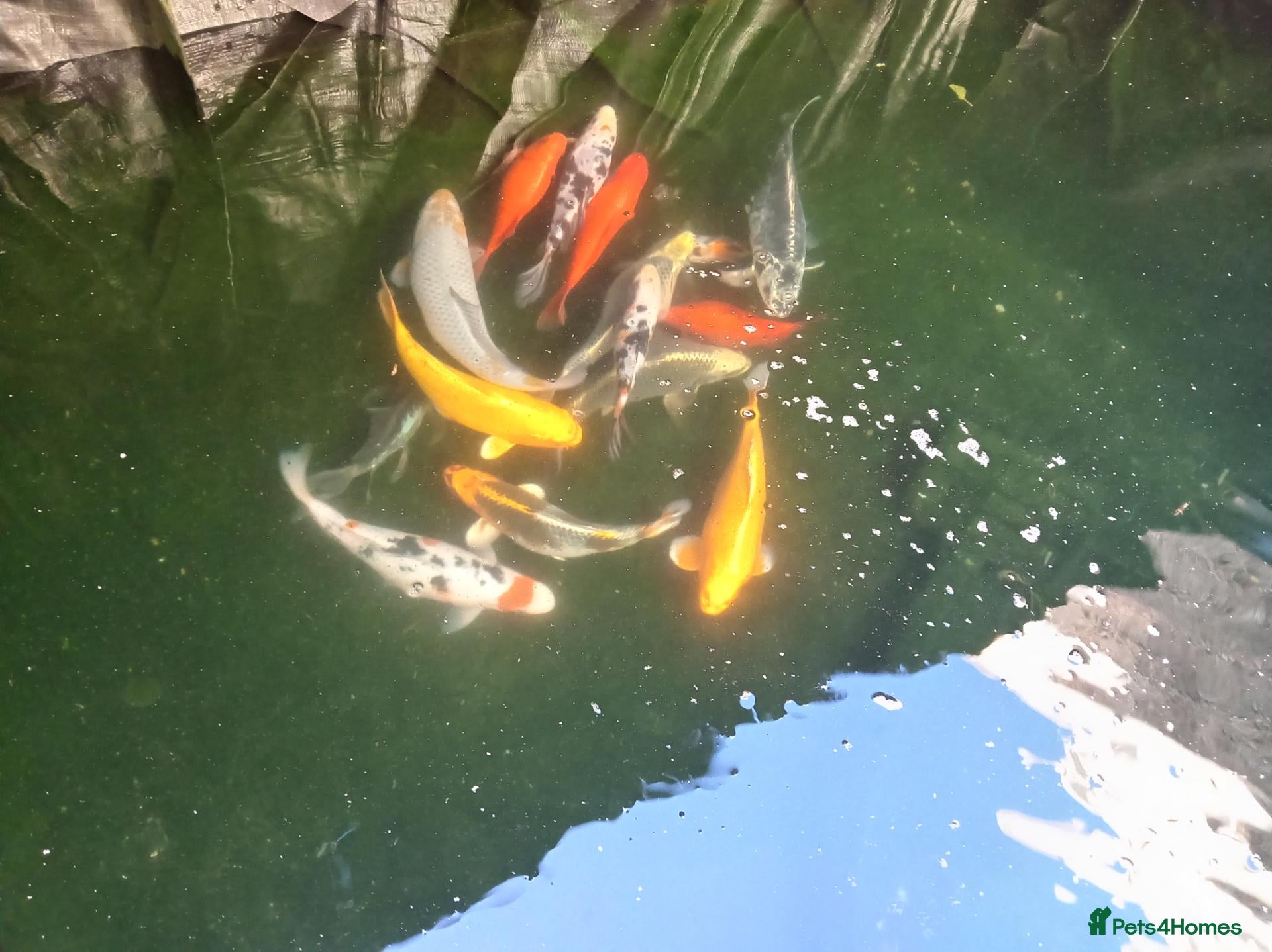 Koi Carp fish  12 Beautiful koi for sale 3 are butterfly   - Advert 11