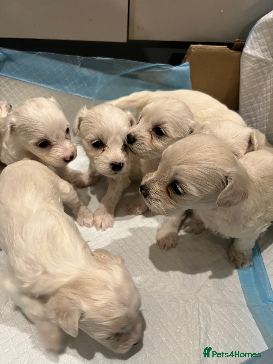 Bichon Frise dogs for sale: Adorable Bichon Frise x Bichon Maltese  - Advert 7