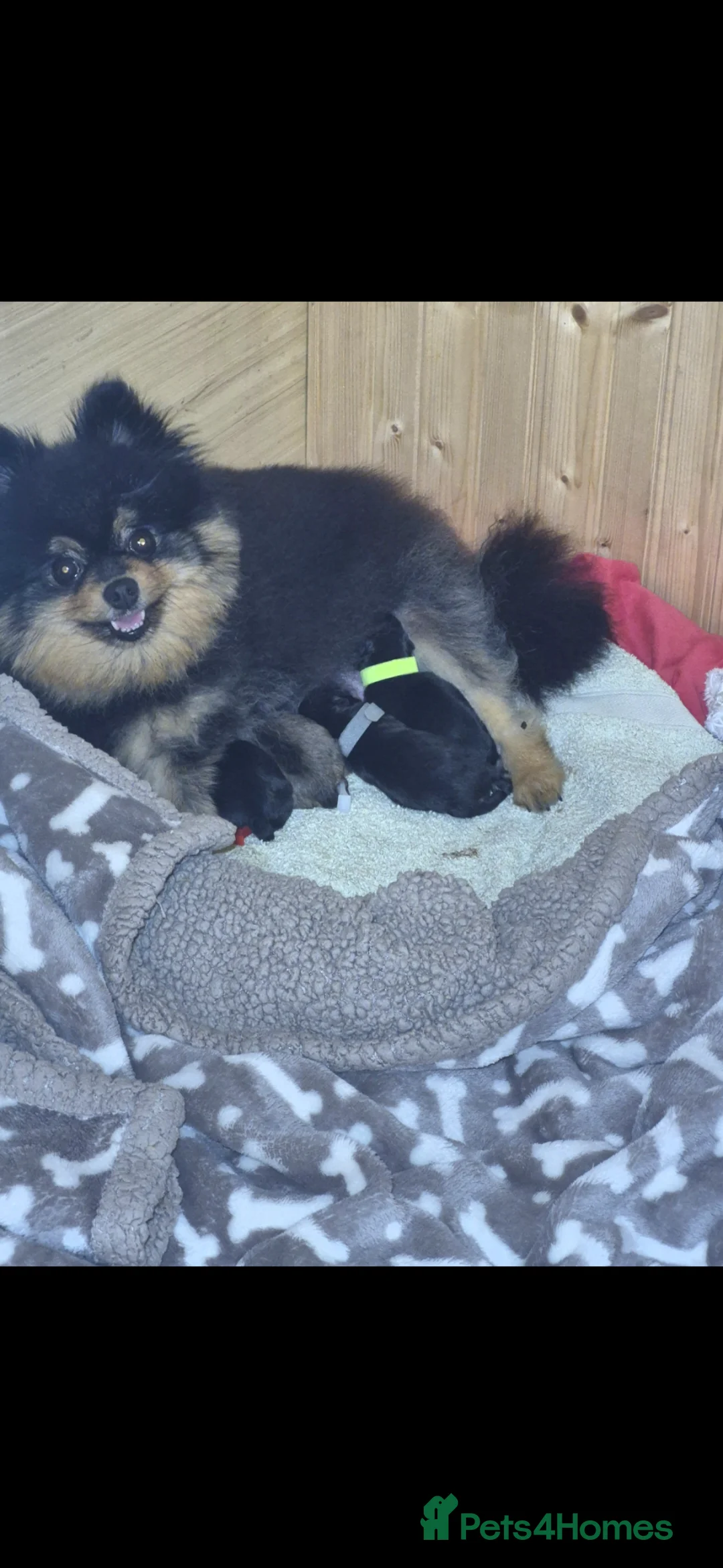 Pomeranian dogs for sale: Adorable  **  pomeranians in Newport - Advert 2