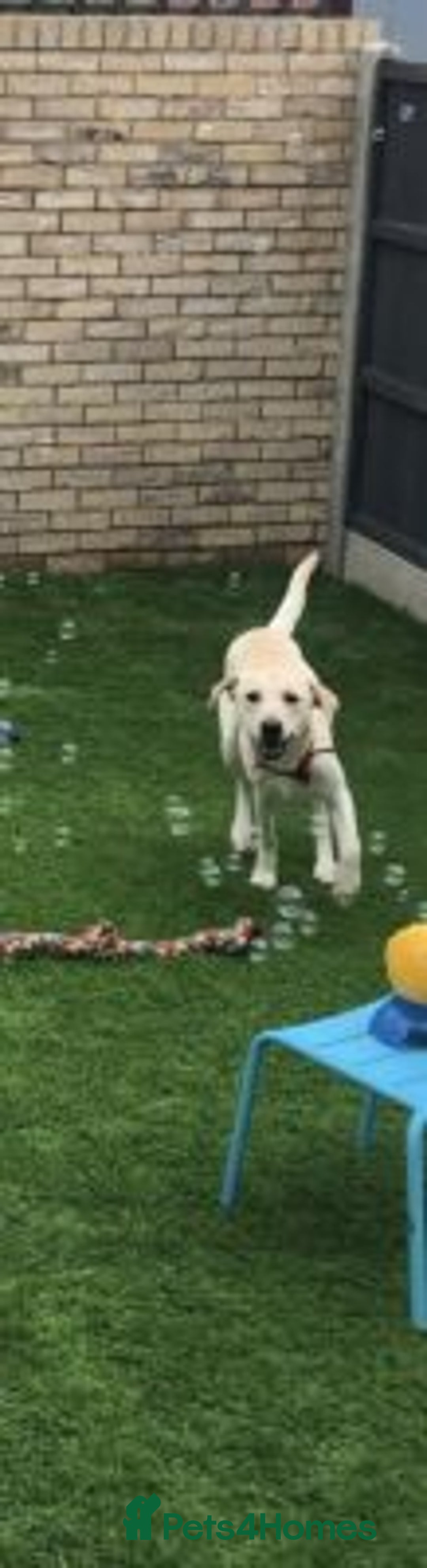 Labrador Retriever dogs for sale: beautiful Labrador retriever girl - Advert 3