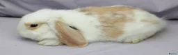 Mixed Breed rabbits for sale: Cute & Loving French x Mini Lop Ready!!! - Advert 4