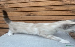 Domestic Shorthair cats for sale: Adorable kittens looking for their forever home  - Image 2
