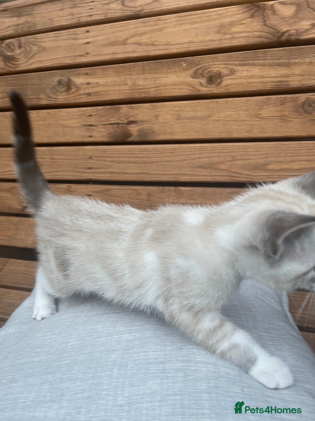 Domestic Shorthair cats for sale: Adorable kittens looking for their forever home  - Image 2