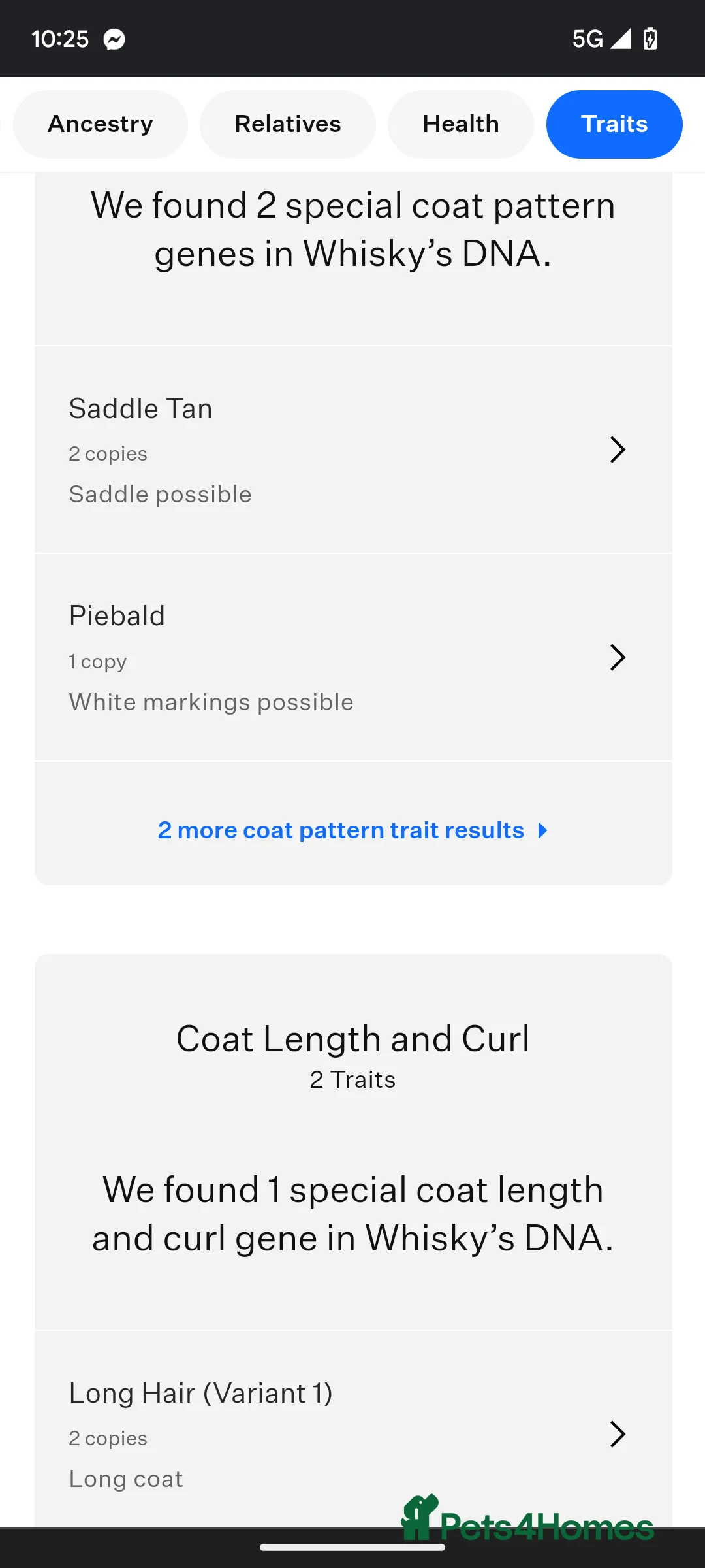 Shih Tzu dogs for stud: Kc reg shih tzu full DNA health tested in Chester-le-Street - Advert 16