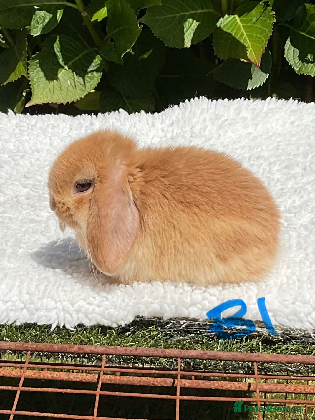 Mini Lop rabbits Pure bred mini lops baby rabbits . - Advert 2