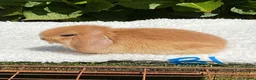 Mini Lop rabbits for sale: Pure bred mini lops baby rabbits . - Advert 2